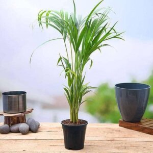 Areca Palm Mini