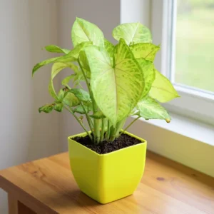Plants