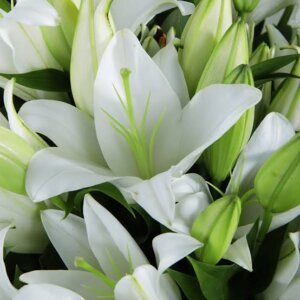 White Lily Elegance