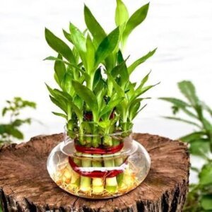 Lucky Bamboo Plant