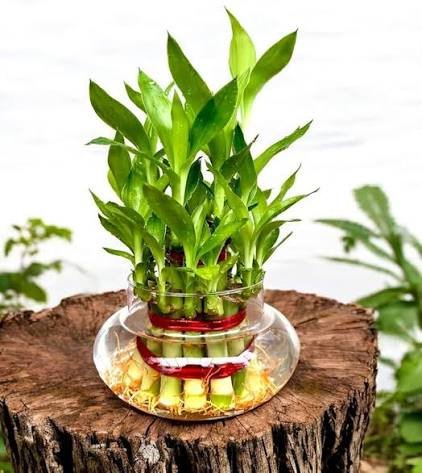 Plants