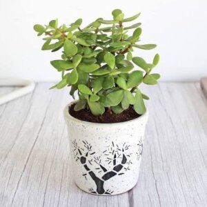 Jade Plant Gift