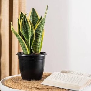 Snake Plant Desk Pot